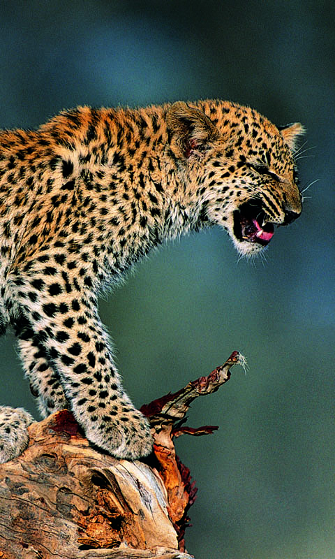 Animal Wallpaper Hd Full Screen - Download Wallpaper